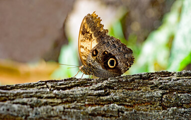 Owl butterfly or Caligo memnon close up