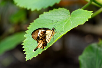 Brown Swallowtail butterfly on a green leaf