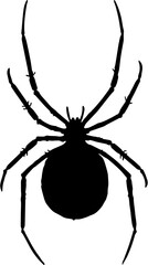 Black spider isolated on white background