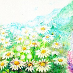 daisy garden