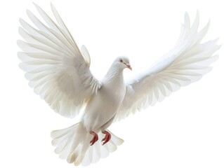 White Dove Flying with Spread Wings