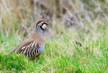 Red legged partridge 