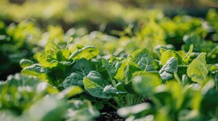 Cultivating Vegetables Hydroponically on a Farm