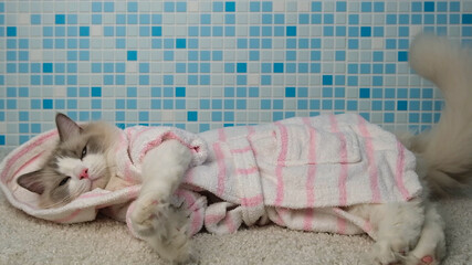 
Ragdoll cat in a bathrobe lying on white carpet.