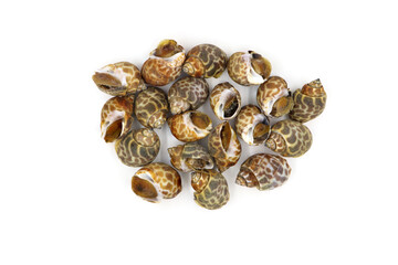 Roasted Sweet shellfish isolated on white background. Fresh seafood.