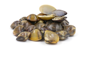 Closed up fresh baby clams, venus shell, shellfish, carpet clams, short necked clams, as raw food from the sea are the seafood ingredients. fresh clams isolated on white background.