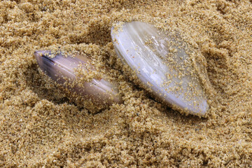 nature and summer holidays concept - Single quahog clam at low tide on the beach