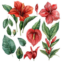 Fototapeta premium Set of red vintage flowers and green leaves on transparent background. Old botanical watercolor painting for decorative invitations, posters, or cards