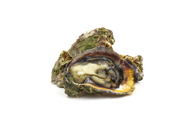 Fresh oysters isolated on a white background. Sea symptoms. Nourish the body.