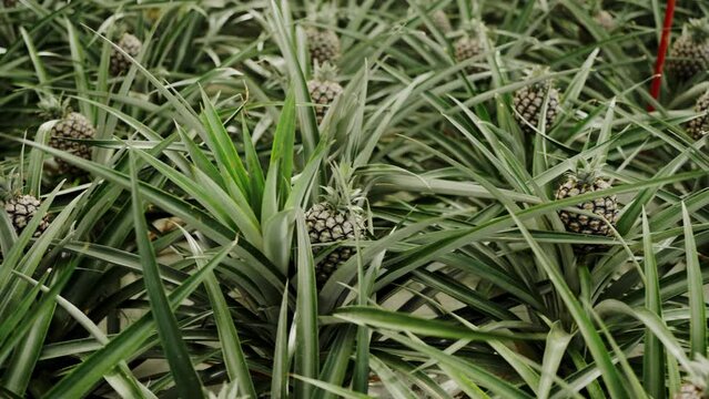 A scenic view of a large pineapple farm in Portugal with ripe pineapples nestled in dense green foliage. Pineapple Growing Among Lush Leaves in Tropical Farm