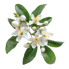 Fototapeta premium Neroli blossom branch with white flowers, buds and leaves isolated transparent. Orange tree citrus bloom.