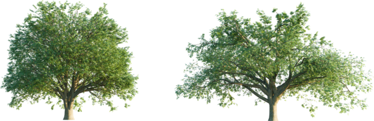 Quercus cerris tree 4k png cutout