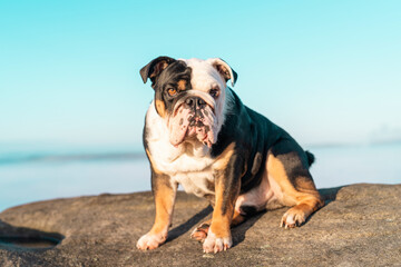 Black And White English Bulldog Sitting On Rock At Beach