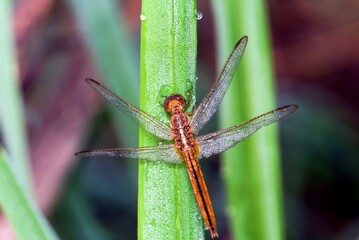 photo macro of dragonfly