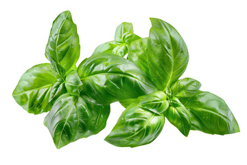 Fototapeta premium Fresh green basil leaves isolated on a white background. Perfect for culinary and herbal uses, offering aromatic and flavorful leaves.