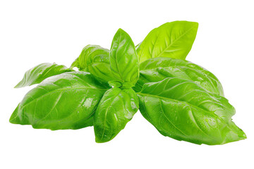 Fresh green basil leaves isolated on white background, perfect for culinary and health-related stock photos.