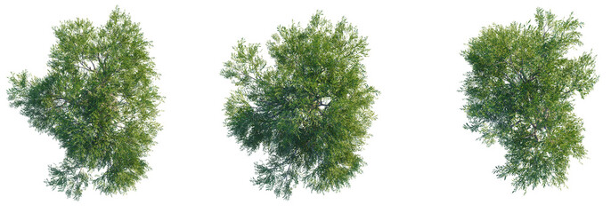 Olea europaea tree top view, tree plan 4k png cutout	