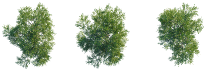 Olea europaea tree top view, tree plan 4k png cutout	