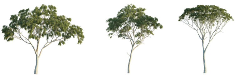 Eucalyptus tree 4k png isolate cutout