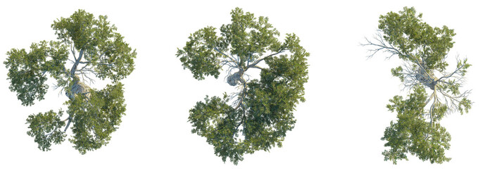 Juniperus osteosperma tree top view, tree plan 4k png cutout	