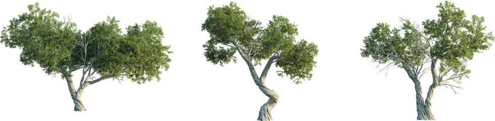 Juniperus osteosperma tree 4k png isolate cutout