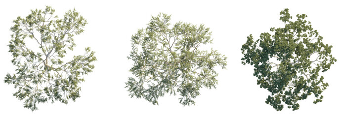 Eucalyptus tree top view, tree plan 4k png cutout	