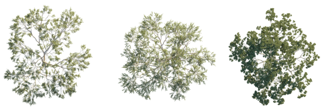 Eucalyptus tree top view, tree plan 4k png cutout	