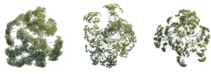 Eucalyptus tree top view, tree plan 4k png cutout	