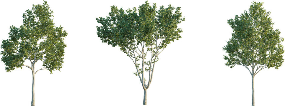 Platanus tree 4k png isolate cutout