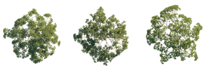Eucalyptus tree top view, tree plan 4k png cutout	