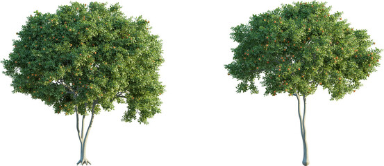  Cupaniopsis anacardioides tree 4k png isolate cutout