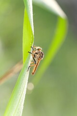 Robber fly insect