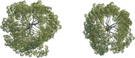 Quercus robur tree top view, tree plan 4k png cutout	
