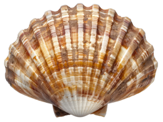 Close-up image of a beautifully patterned seashell with a rich brown and white texture, showcasing nature's intricate details.