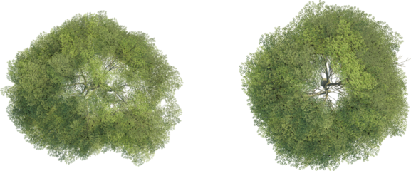 Tilia cordata tree top view, tree plan 4k png cutout	