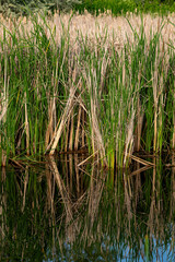 Plants on the edge of a marsh and reflection