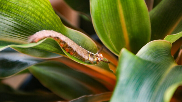 Brown furry caterpillar on the rose leaf.