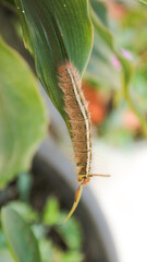 Brown furry caterpillar on the rose leaf.