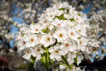 Spring blossoms on a flowering trees