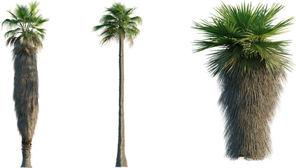 Washingtonia filifera tree 4k png isolate cutout