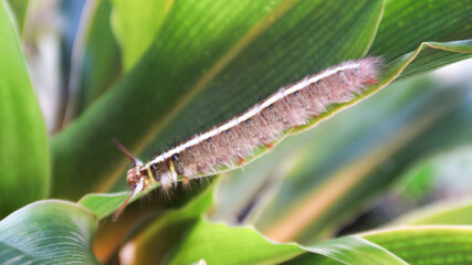 Brown furry caterpillar on the rose leaf.