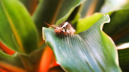 Brown furry caterpillar on the rose leaf.