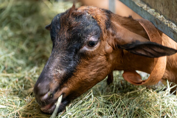 Alpine or Saanen goats on cheese making goat farm in regions Perigord and Quercy departement Lot, France. Making of Rocamadour soft goat AOC cheese with soft rind.
