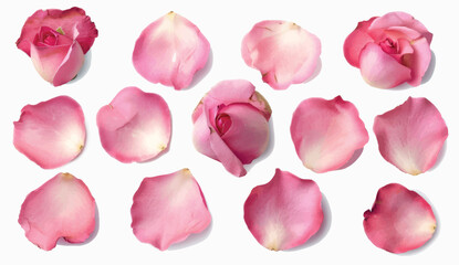 An isolated set of pink rose petals on a transparent background.