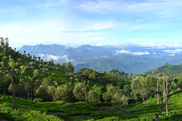 Obraz premium Landscape view of Western ghats mountains, India, from green tea gardens