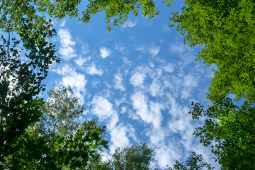 Looking up through the treetops. Natural frame of green foliage against a blue sky. Copy space.