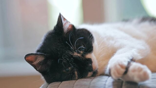 closeup video of cute relaxing black and white tuxedo cat