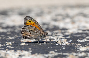 large red butterfly on the ground, Hipparchia mersina, Aegean Grayling