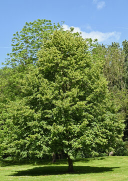 Beautiful close-up of tilia cordata