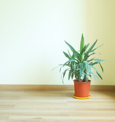 Interior background wall floor and flowerpot with plant. Copy space interiors concept